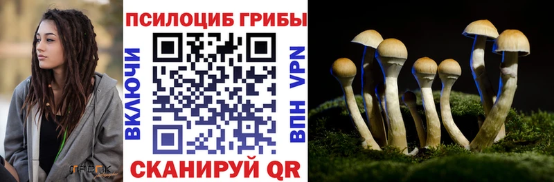 Купить  Березники  Галлюциногенные грибы Psilocybe 
